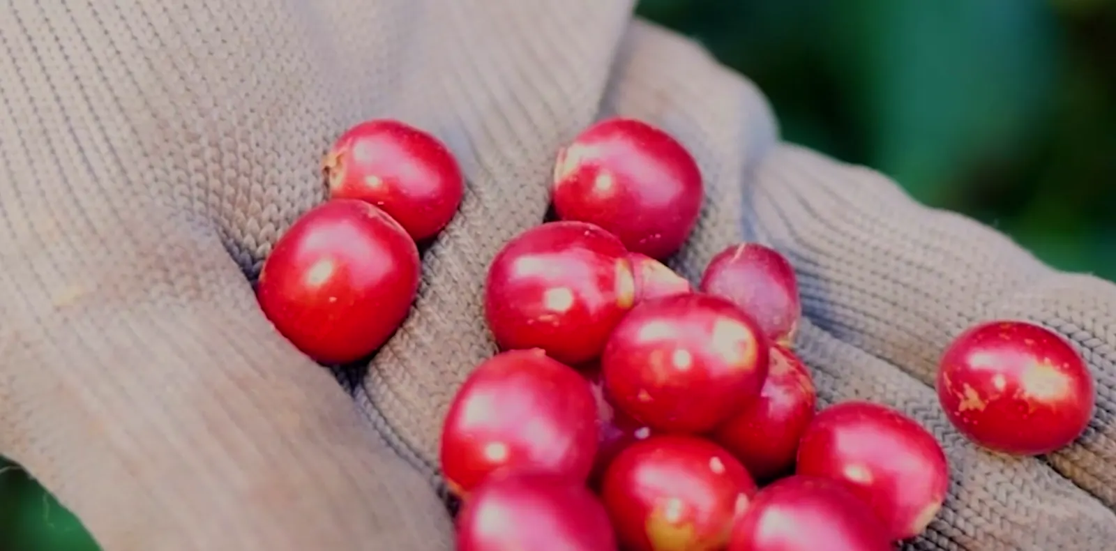 Mão enluvada segurando cerejas de café maduras recém-colhidas