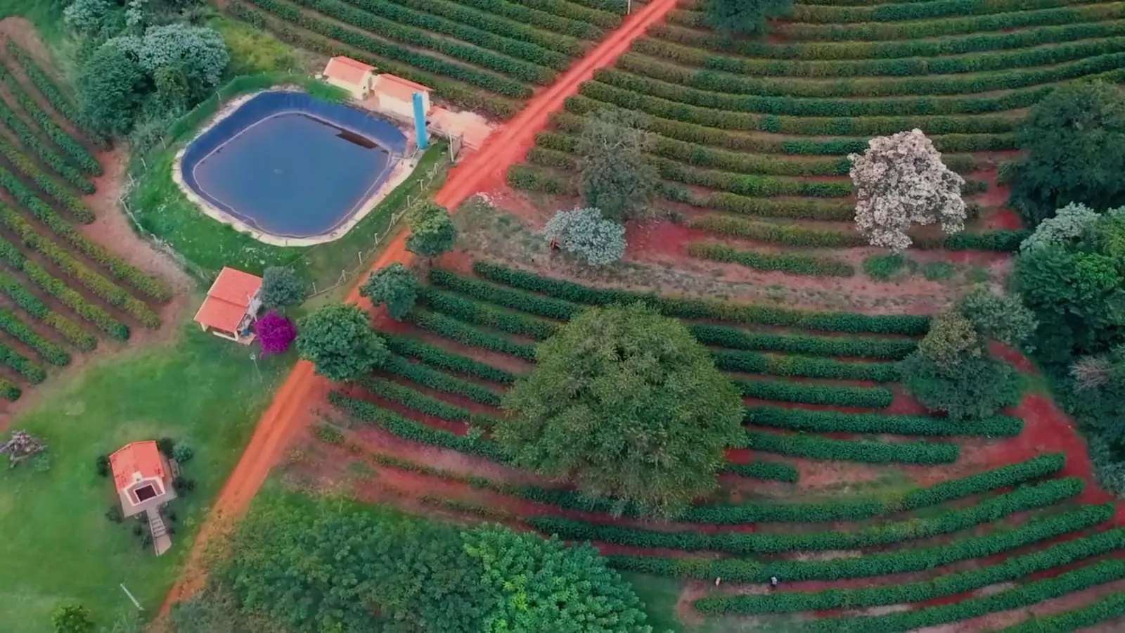 Vista aérea do sítio: as ruas de café acompanhando a curva do terreno, o açude e a estrada de terra vermelha